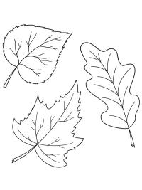 3 Autumn leaves
